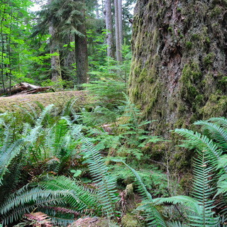 Cathedral Grove